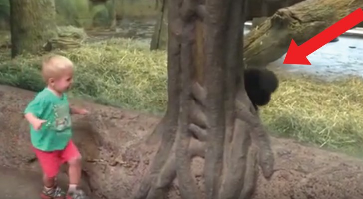 A criança observa o gorila: o que acontece depois surpreende a todos!