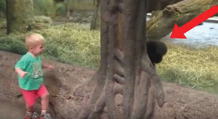 A little boy and a young gorilla interact!