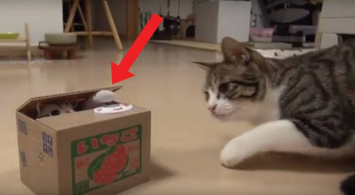 Er komt een pootje uit de doos: de nieuwsgierigheid van deze kat is hilarisch!