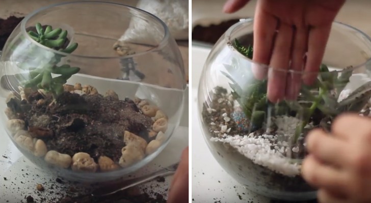Come creare un terrario per piante che darà un tocco spettacolare alla tua casa