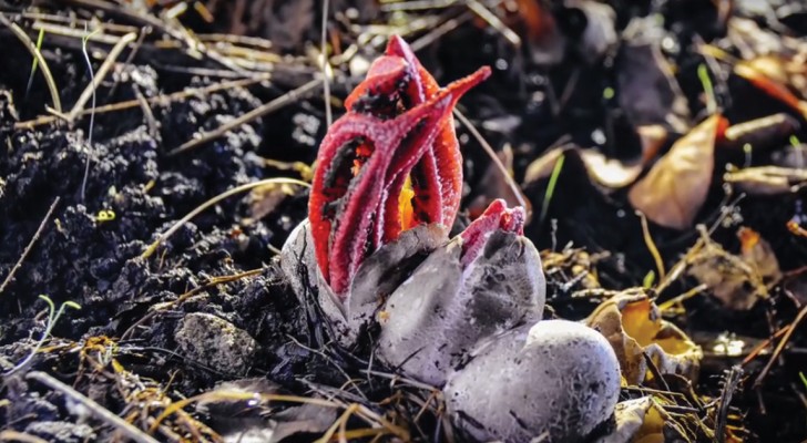 Uma flor? Um animal? Veja a espécie que ganhou o nome de "Dedo do Diabo"...