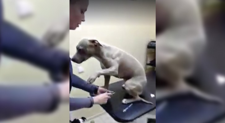 Hunden är hos veterinären: ni kommer ALDRIG att tro på vad som händer när det är hans tur