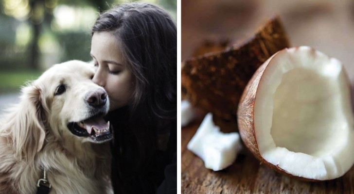 Ecco 10 alimenti che il vostro cane non deve mangiare per nulla al mondo