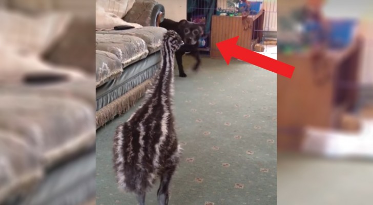 Een hond maakt kennis met een emoe: wat er dan gebeurt, is ongelooflijk!