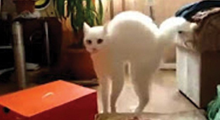Qualcosa di misterioso spaventa questo gatto: la paura è tanta che finisce per camminare su 2 zampe!