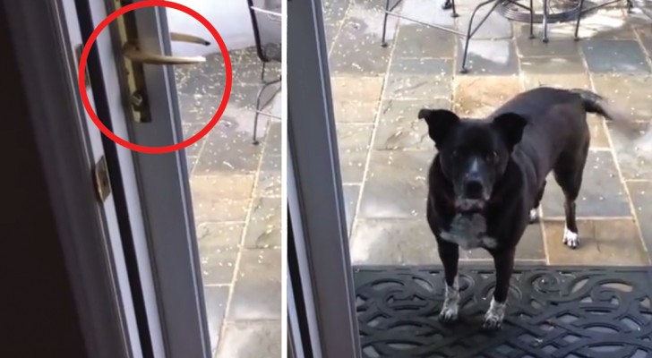 Deze hond wil niet binnenkomen: als je begrijpt waarom, zal je niet kunnen stoppen met lachen!