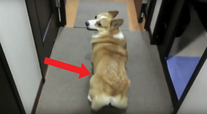 Il cane che sa ballare: la sua versione del twerking è la migliore AL MONDO!