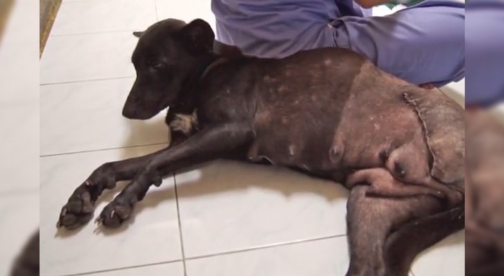 This dog hit by a car was full of surprises! Literally. WoW! 