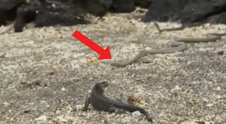 En leguan bland ormarna: den här videon har fått miljontals personer att häpna