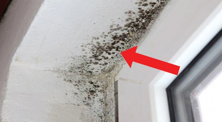 How to ELIMINATE mold from your house!