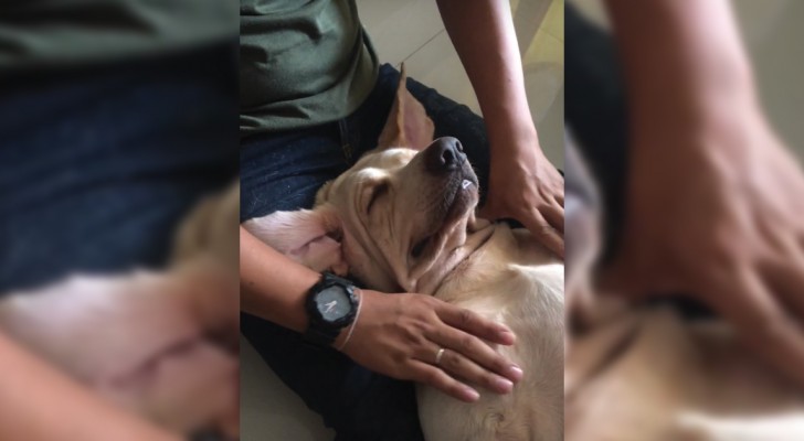 Sottopone il cane al massaggio tailandese: il suo stato di relax è contagioso!