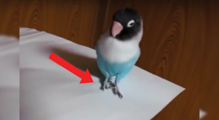 Parte un brano di musica popolare: questo pappagallo non sa stare fermo!
