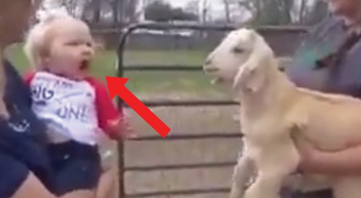 Een klein meisje ontmoet een geit: hun 'gesprek' is hilarisch!