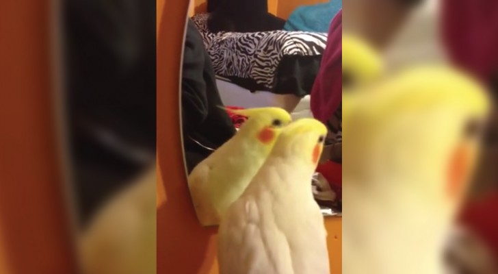 Questo pappagallo canta alla perfezione una canzone famosissima: la riconoscete?