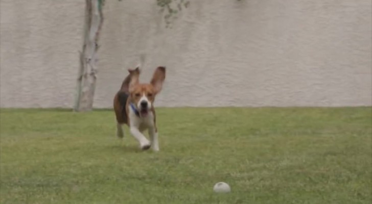 9 beagle vengono liberati da un laboratorio: eccoli correre per la prima volta all'aria aperta