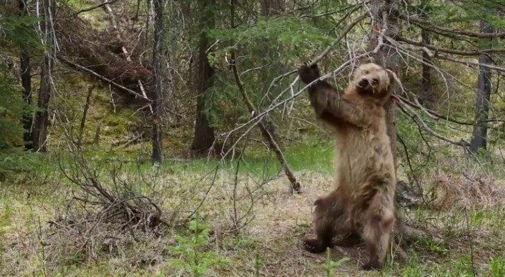 Des ours qui se grattent le dos: une vidéo hilarante avec une musique PARFAITE