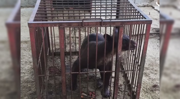 Sfrutatta e mutilata in un circo: ecco come vive ora l'orsa Cholita