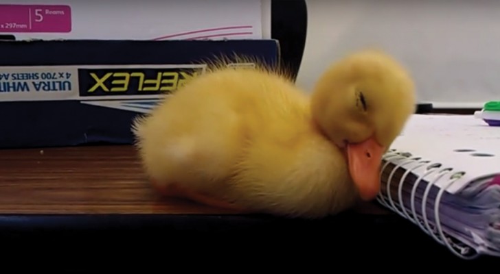 Het slaperigste eendje ter wereld: het diertje kan zijn ogen met geen mogelijkheid meer openhouden!