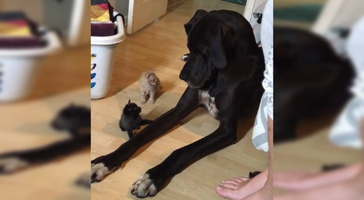 Een Duitse dog wordt omringd  door katten: deze beelden zijn te zoet!