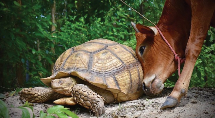 Finiscono per caso nello stesso recinto: l'amicizia fra una mucca e una tartaruga ha stupito l'intera riserva