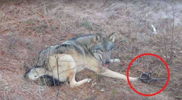 A trapped timber wolf is freed by a Forest Service ranger!