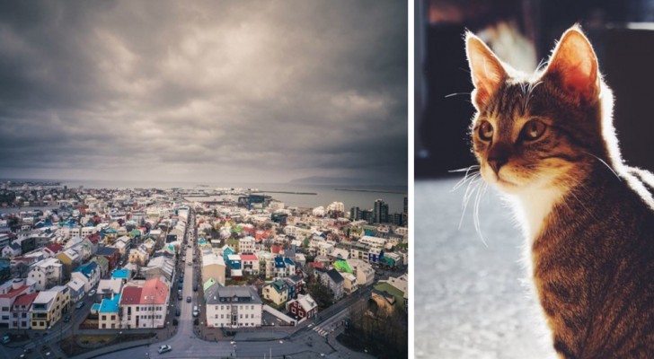 Cani vietati e case di torba: 10 curiosità su Reykjavík che molti non conoscono