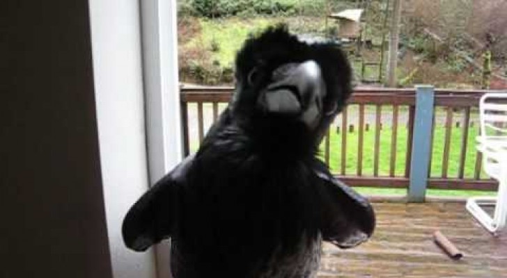 Curiose abilità dei corvi: sapevate che sono in grado di fare QUESTO?