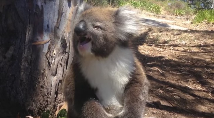 Deze koala is uit een boom geschopt: zijn reactie is aangrijpend!