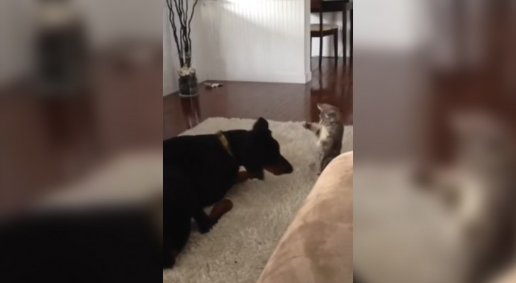Il gattino infastidisce il dobermann: il comportamento del cane è esemplare