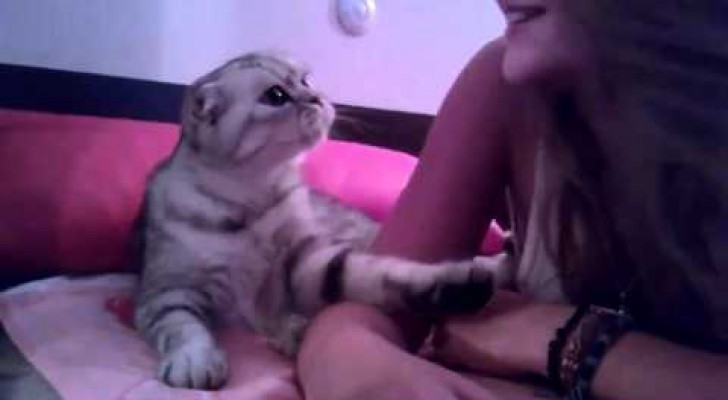 Kitty asking for a kiss 