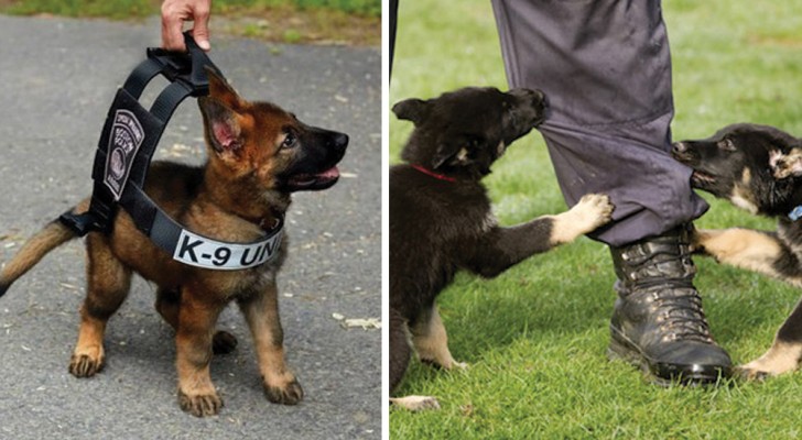 De tendres chiots à chiens policiers redoutables: les photos du dressage sont adorables