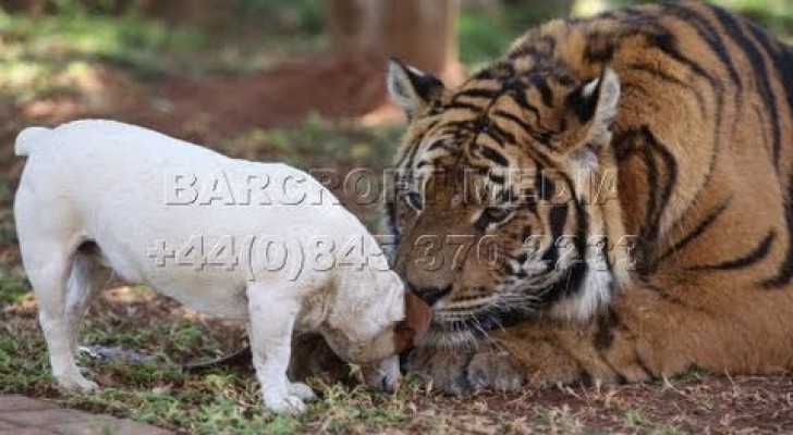Tiger und Hund sind die besten Freunde!
