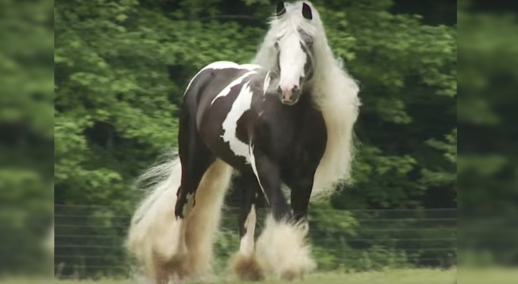 Een gevlekte vacht en manen van een recordlengte: de schoonheid van dit paard is werkelijk adembenemend!