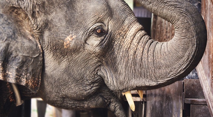 Sempre più elefanti nascono senza zanne: ecco come si EVOLVONO per sopravvivere alla caccia
