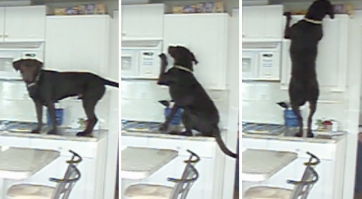 Mette una telecamera in cucina e scopre... che il suo cane è un ninja!