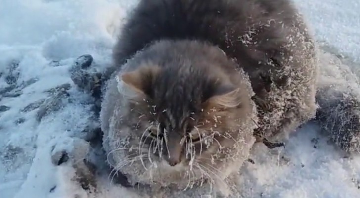 Encuentran un gato inmovil sobre la calle: cuando se acercan entienden porque no se ha escapado