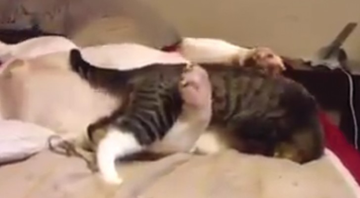 Een kat springt op een buldog: de strijd om het bed is losgebarsten! 