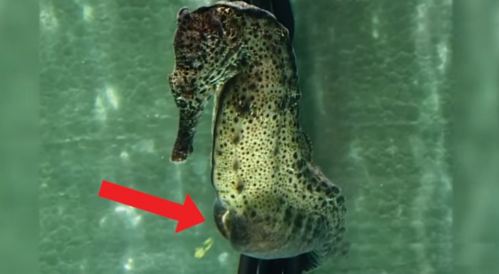 Amazing images of a male seahorse giving birth!