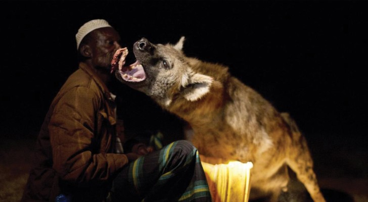 Bienvenue à Harar, la seule ville au monde où les hyènes sont les bienvenues