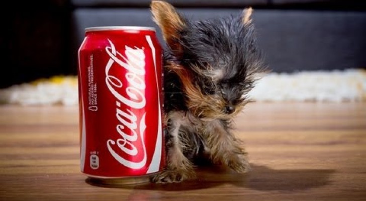 The smallest dog in the world 