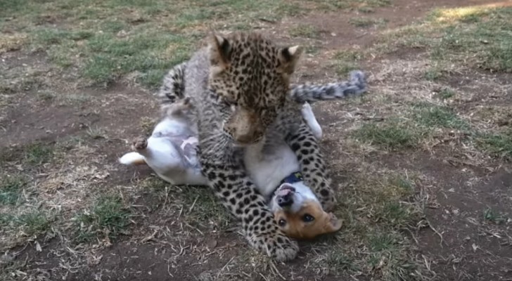 Un leopardo rincorre un cane: sembra un agguato ma si rivela tutt'altro!