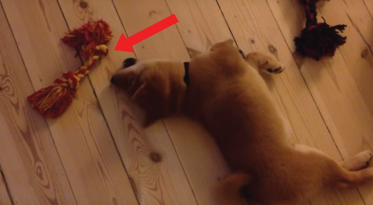 Il cane più pigro del mondo: raggiungere il giocattolo è una missione impossibile!