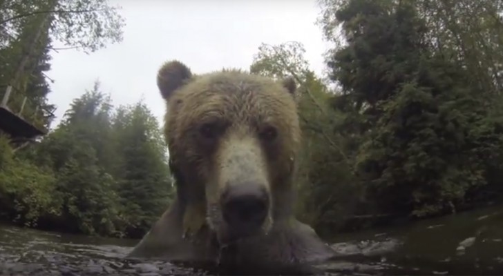 Incontro ravvicinato con un orso: le riprese in acqua sono impressionanti