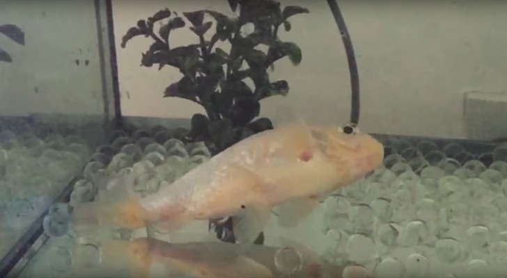 Der Goldfisch kann nicht mehr schwimmen: die Lösung der Besitzer ist genial und rührend