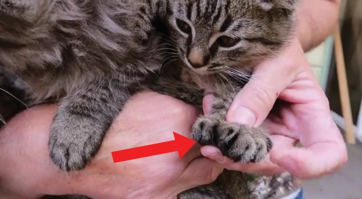 Ze redt een zwangere kat van de straat: als de kittens worden geboren, ontdekt ze iets buitengewoon!