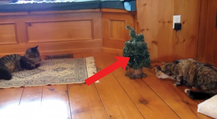 Deze kat benadert nieuwsgierig een kleine kerstboom: de kat krijgt de schrik van zijn leven!