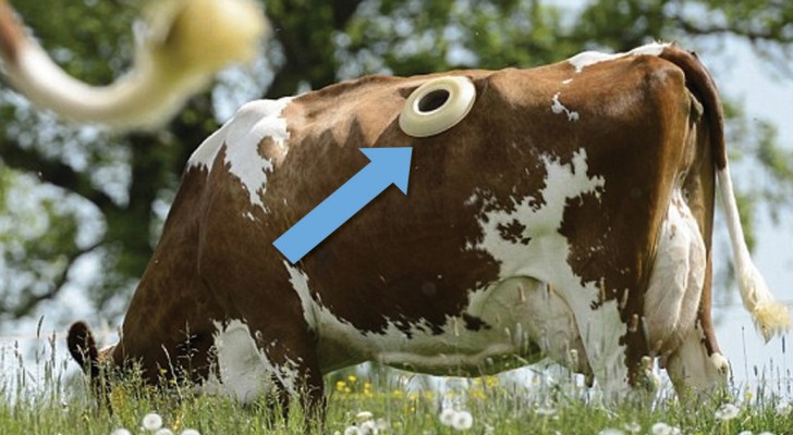 La fistulizzazione alle mucche: il metodo per evitare problemi causati dalla digestione di cibo non adatto