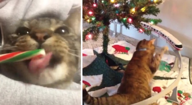 I gatti amano il Natale più di chiunque altro animale: questo simpatico video ce ne dà la prova