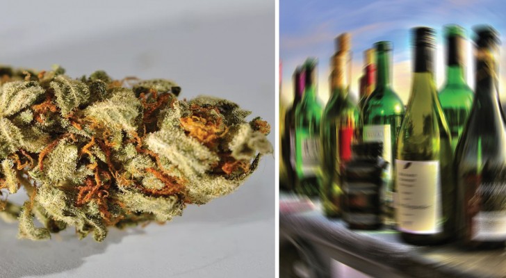 La Marijuana tue 114 fois moins que l'alcool: cette étude montre les choses telles qu'elles sont