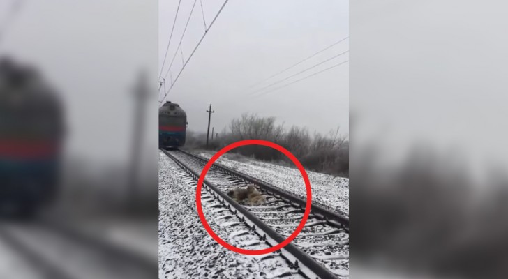 Een hond weigert zijn gewonde kameraad achter te laten op het spoor: kijk wat er gebeurt als er een trein aankomt...